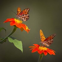 Framed Butterfly Portrait VI