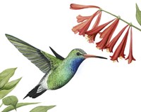 Framed Hummingbird & Flower II
