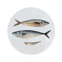 Framed 'Three Fish I' border=