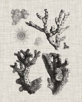 Framed Coral Specimen I