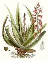 Framed 'Antique Aloe I' border=