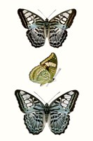 Framed Butterfly Specimen I
