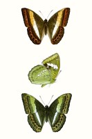 Framed Butterfly Specimen III