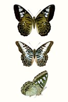 Framed Butterfly Specimen VI