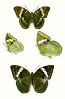 Framed Butterfly Specimen VII