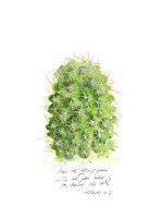 Framed Cactus Verse I