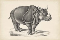 Framed Rhinoceros