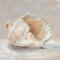 Framed Impressionist Shell Study IV