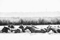 Framed Water Horses III