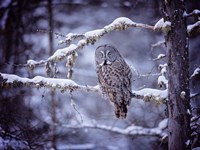 Framed Owl in the Snow II