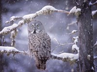 Framed Owl in the Snow III