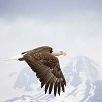 Framed Majestic Eagle I