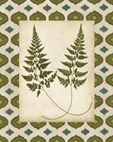 Framed 'Moroccan Ferns I' border=