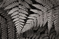 Framed Lady Fern II