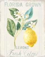 Framed Floursack Lemon I