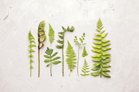 Framed Flat Lay Ferns I