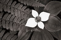 Framed Bunchberry and Ferns II BW