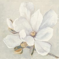 Framed Serene Magnolia