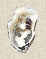 Framed Oyster Shell Study I