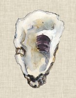 Framed Oyster Shell Study III