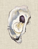 Framed Oyster Shell Study IV
