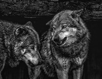 Framed Wolfpack Black & White