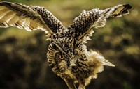 Framed Wise Owl 4