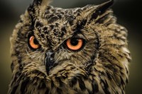 Framed Wise Owl 5