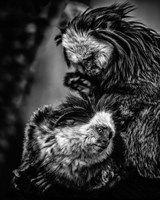 Framed Little Cute Monkeys Black & White