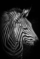 Framed Zebra 4 Black & White