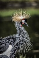 Framed Yellow Crowned Crane