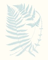 Framed Serene Ferns III