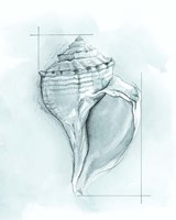 Framed Coastal Shell Schematic I