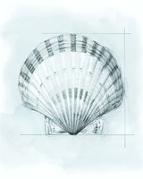 Framed Coastal Shell Schematic III