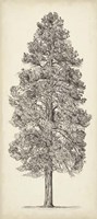 Framed Pacific Northwest Tree Sketch III