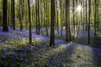 Framed Fairytale Forest Sunlight 2