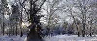 Framed Falling Snow