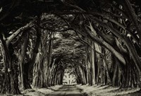 Framed Cypress Trees Sepia