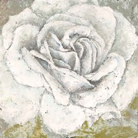 Framed White Rose Blossom Square