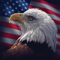 Framed American Bald Eagle