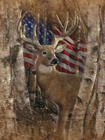 Framed Whitetail Buck America