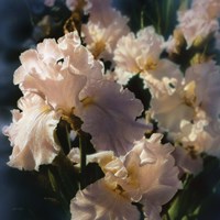 Framed Bearded Iris