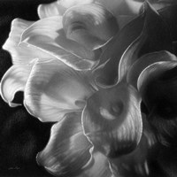 Framed Calla Lilies - Emerging Dawn B&W
