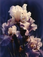 Framed Purple Iris