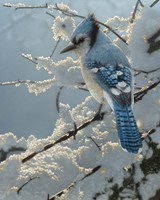 Framed Blue Jay - On the Fence