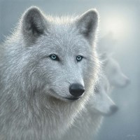 Framed Arctic Wolves - Whiteout