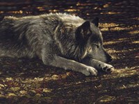 Framed Resting Wolf