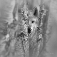 Framed Wolf - Focused - B&W