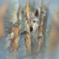 Framed Wolf - Focused