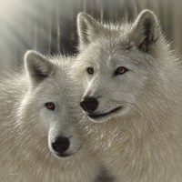 Framed Wolves - Sunlit Soulmates